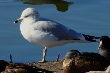 Ring-billed Gull