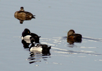 Ring-neck Duck pairs, males lower left