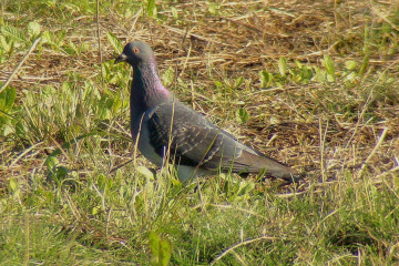 Rock Dove (Pigeon)