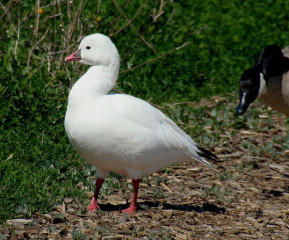 Ross's Goose