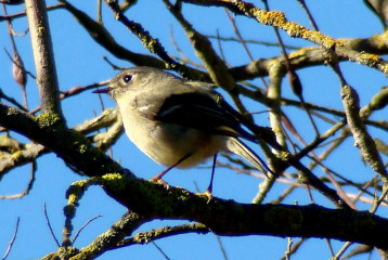 Ruby-crowned Kinglet