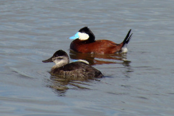 Ruddy Duck, male above