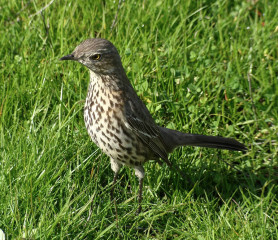 Sage Thrasher