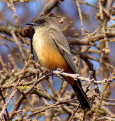 Say's Phoebe