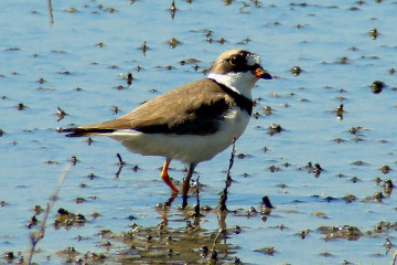 Semipalmated Plover