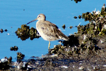 Short-billed Dowitcher