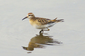 Sharp-tailed Sandpiper