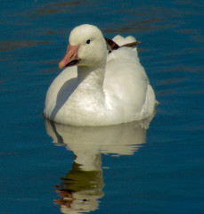 Snow Goose