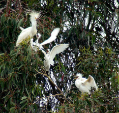 Snowy Egret with young