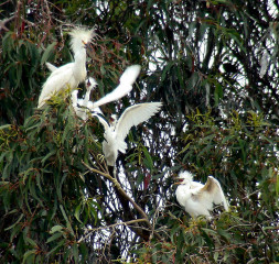 Snowy Egret with young