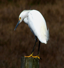 Snowy Egret