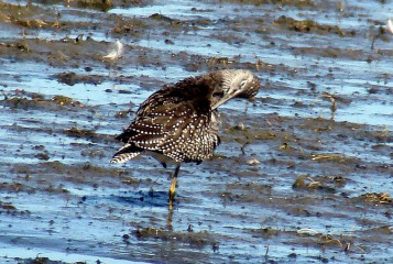 Solitary Sandpiper