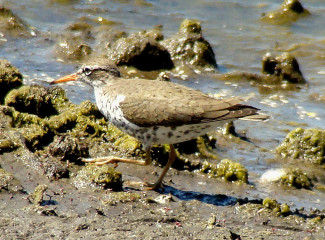 Spotted Sandpiper