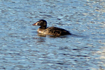 Surf scoter