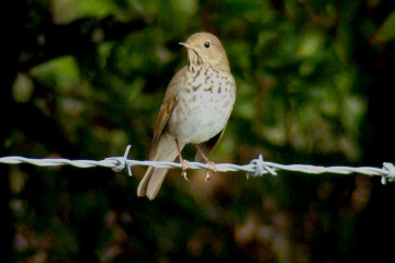 Swainson’s Thrush