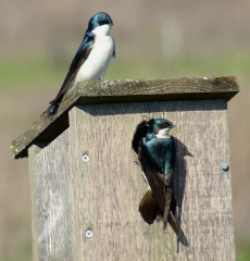 Tree Swallows