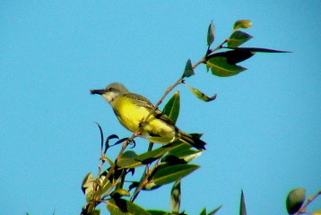 Tropical Kingbird