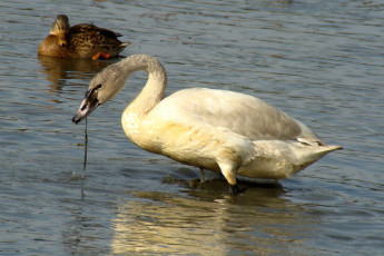 Tundra Swan, juvenile
