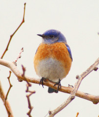 Western Bluebird