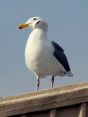 Western Gull