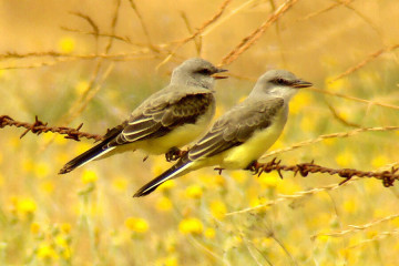 Western Kingbirds