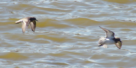 Western Sandpiper