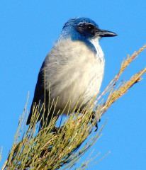 California Scrub Jay