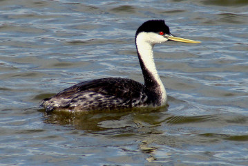 Western grebe