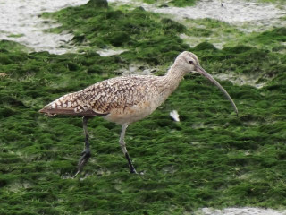 Whimbrel