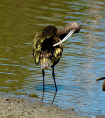 White-faced Ibis, winter plumage