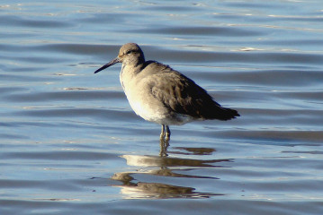 Willet