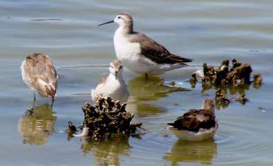 Wilson's Phalarope