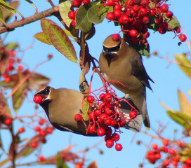 Cedar Waxwing