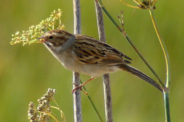 Clay colored Sparrow