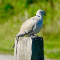 Eurasian Collared Dove