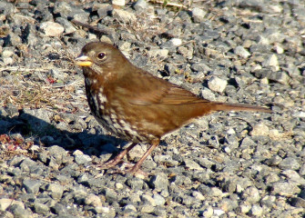 Fox Sparrow