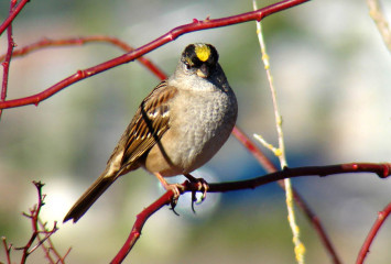 Golden-crowned Sparrow