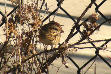 Lincoln Sparrow