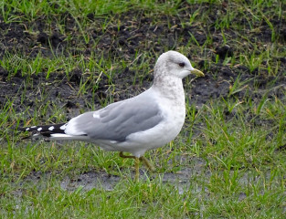 Mew Gull