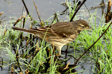 American Pipit