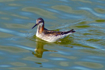 Red-necked Phalarope