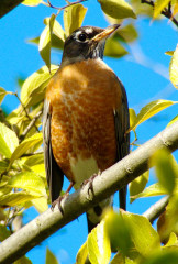 American Robin