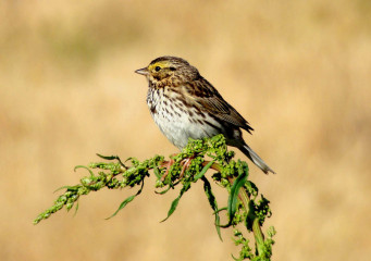 Savannah Sparrow