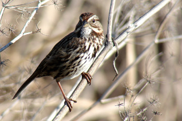 Song Sparrow