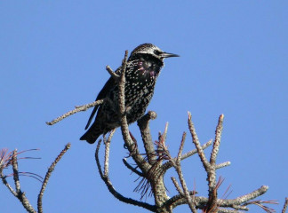 European Starling