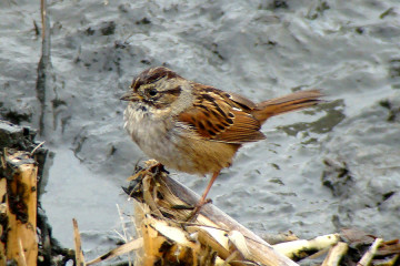 Swamp Sparrow