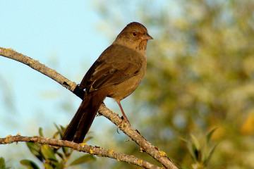 California Towhee