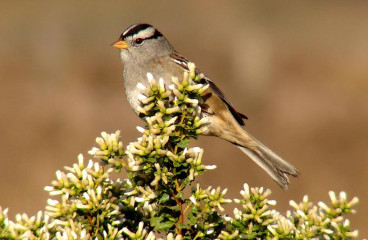 White-crowned Sparrow