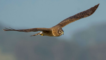 Harrier in flight