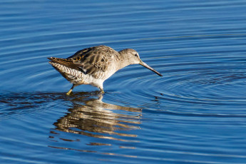 Long Billed Dowitcher on Blue